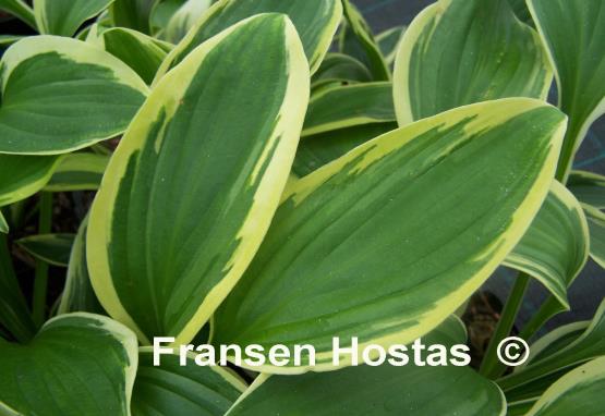 Hosta Hannibal Hamlin